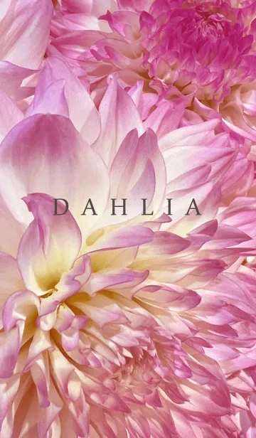 [LINE着せ替え] DAHLIA-Pink Beige Flower 22の画像1