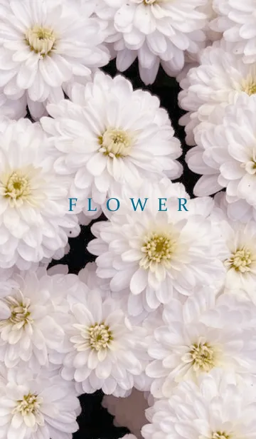 [LINE着せ替え] FLOWER -KIKU- 22の画像1