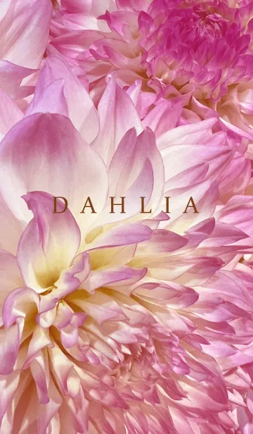 [LINE着せ替え] DAHLIA-Pink Beige Flower 25の画像1