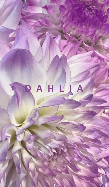 [LINE着せ替え] DAHLIA-Purple Flower 35の画像1
