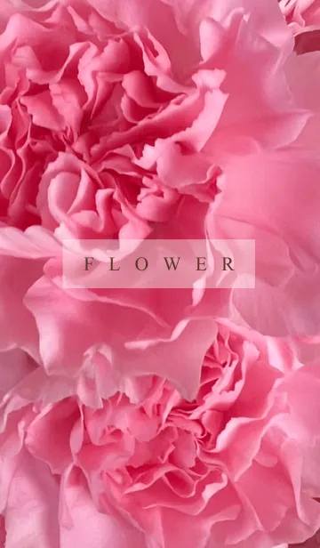 [LINE着せ替え] FLOWER-CARNATION 2の画像1