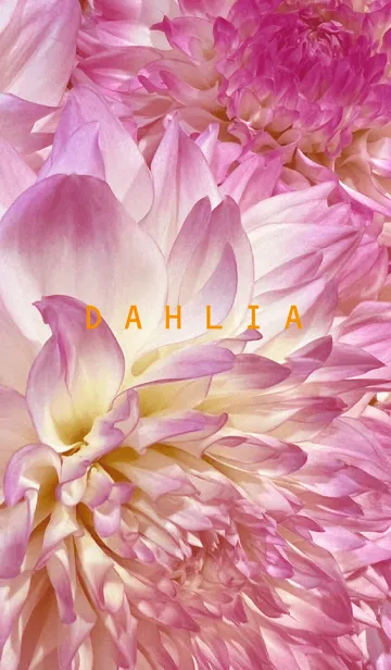 [LINE着せ替え] DAHLIA-Pink Flower 36の画像1