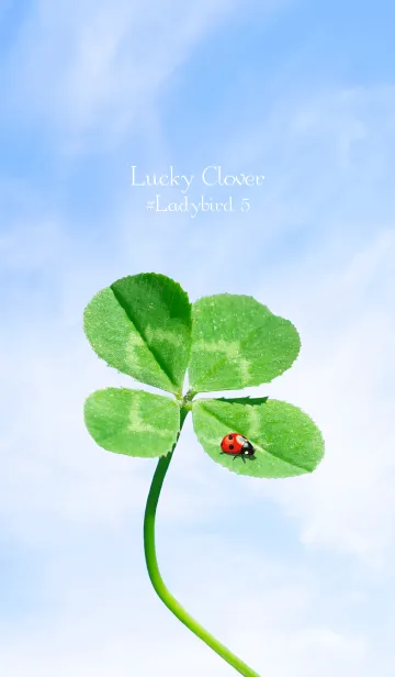 [LINE着せ替え] 四つ葉のクローバーとテントウムシ #5の画像1