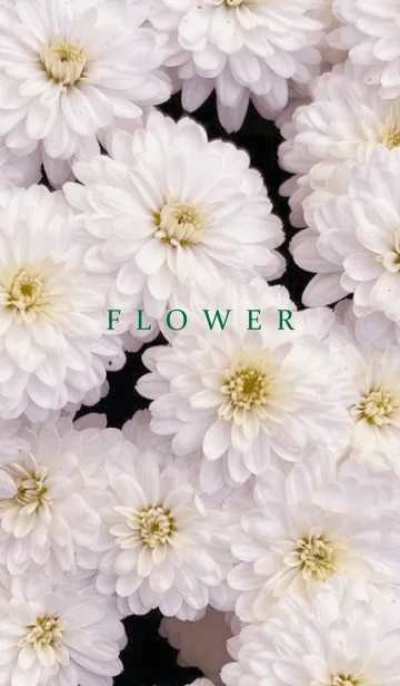 [LINE着せ替え] FLOWER -KIKU- 26の画像1