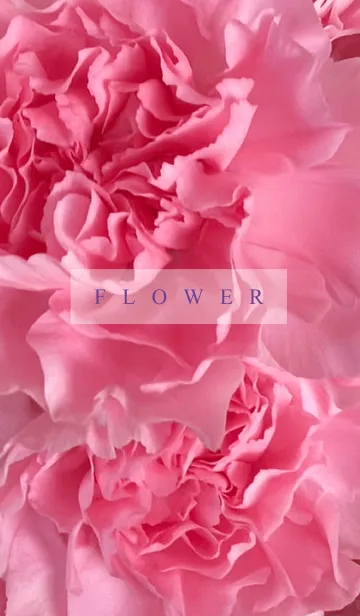[LINE着せ替え] FLOWER-CARNATION 8の画像1
