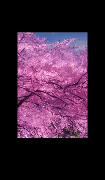 [LINE着せ替え] Cherry Blossoms#AM_23。の画像1