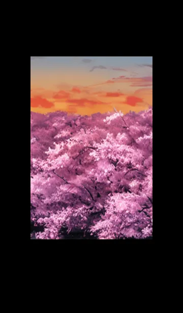 Cherry Blossoms#AM_15。の着せ替えメイン画像