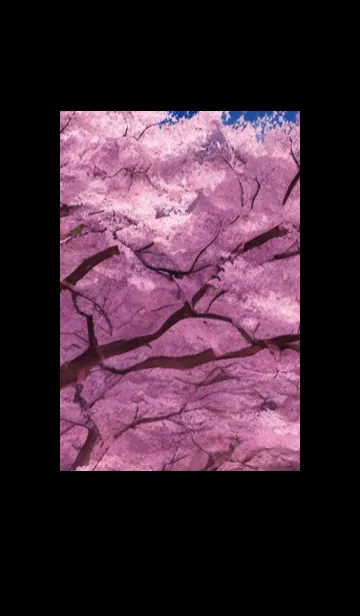 [LINE着せ替え] Cherry Blossoms#AN_1。の画像1
