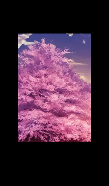 [LINE着せ替え] Cherry Blossoms#AN_28。の画像1