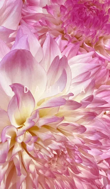 [LINE着せ替え] DAHLIA-Pink Flower 43の画像1