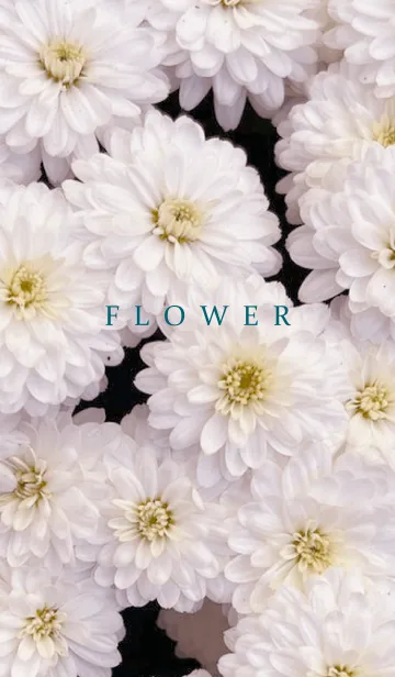 [LINE着せ替え] FLOWER -KIKU- 34の画像1