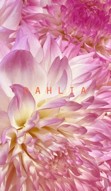 [LINE着せ替え] DAHLIA-Pink Flower 49の画像1