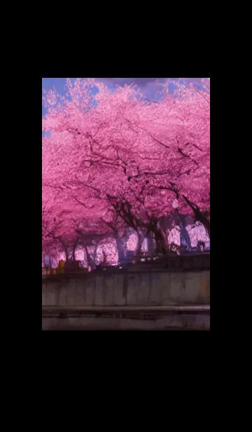 桜の花咲く頃#BY018。の着せ替えメイン画像