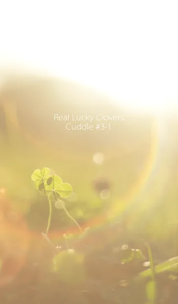 [LINE着せ替え] 四つ葉のクローバー Cuddle #3-1の画像1