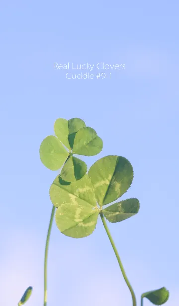 [LINE着せ替え] 四つ葉のクローバー Cuddle #9-1の画像1