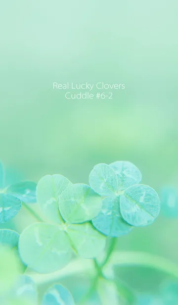 [LINE着せ替え] 四つ葉のクローバー Cuddle #6-2の画像1