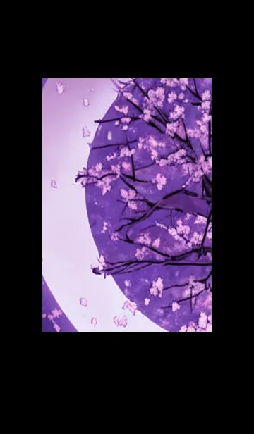 [LINE着せ替え] 月光夜桜#CG031。の画像1
