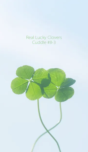 [LINE着せ替え] 四つ葉のクローバー Cuddle #8-3の画像1