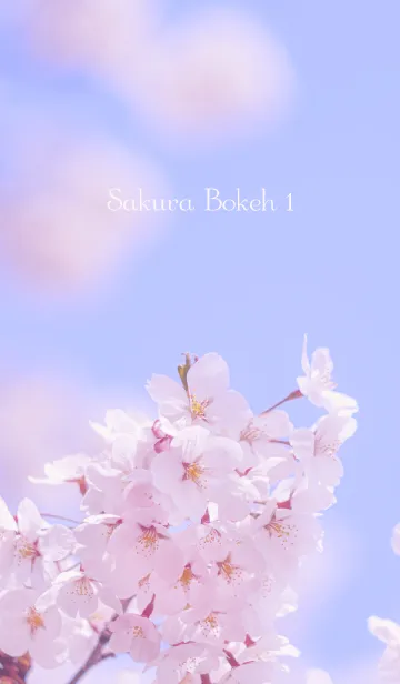 [LINE着せ替え] SakuraBokeh 1の画像1