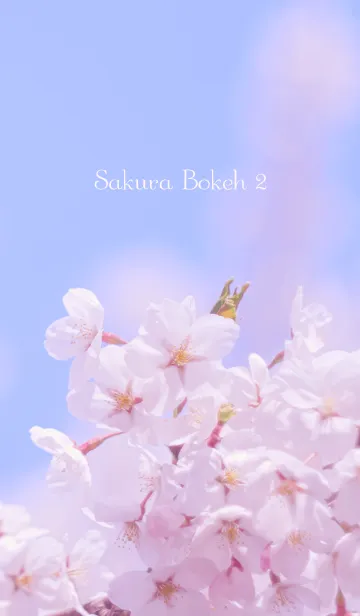 [LINE着せ替え] SakuraBokeh 2の画像1