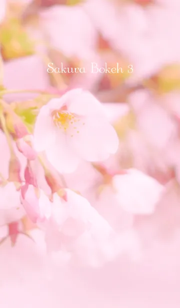 [LINE着せ替え] SakuraBokeh 3の画像1