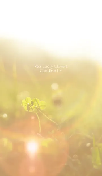 [LINE着せ替え] 四つ葉のクローバー Cuddle #1-4の画像1