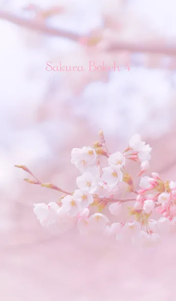 [LINE着せ替え] SakuraBokeh 4の画像1