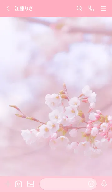 [LINE着せ替え] SakuraBokeh 4の画像2