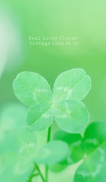 [LINE着せ替え] 四つ葉のクローバー Vintage Lens #4-6の画像1