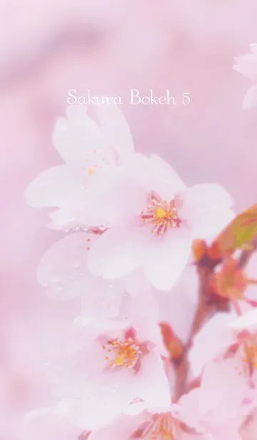 [LINE着せ替え] SakuraBokeh 5の画像1