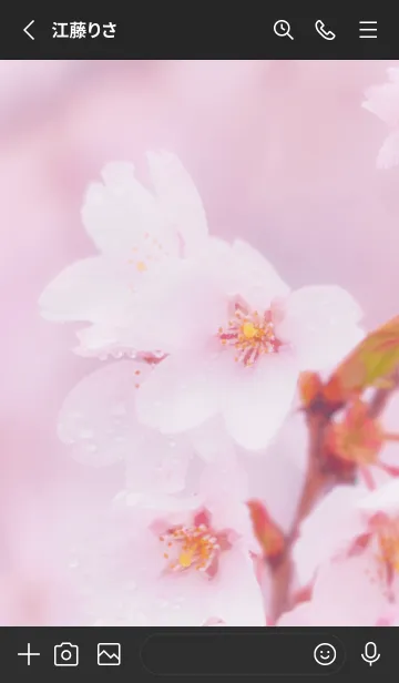 [LINE着せ替え] SakuraBokeh 5の画像2