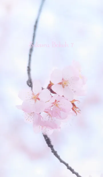 [LINE着せ替え] SakuraBokeh 7の画像1