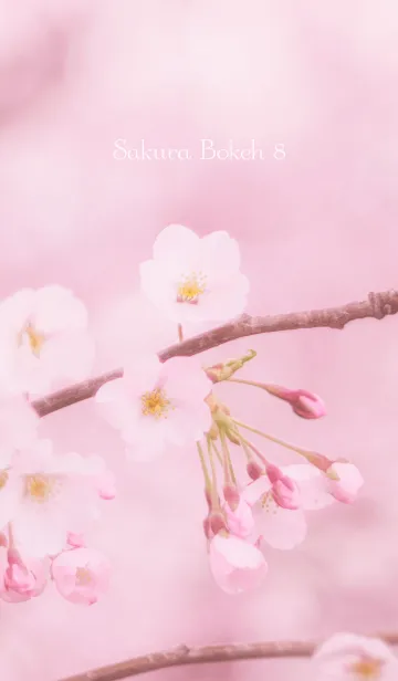 [LINE着せ替え] SakuraBokeh 8の画像1