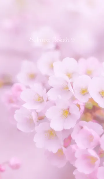 [LINE着せ替え] SakuraBokeh 9の画像1