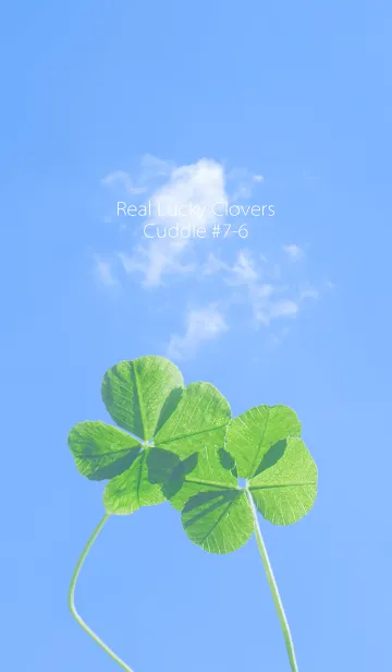 [LINE着せ替え] 四つ葉のクローバー Cuddle #7-6の画像1