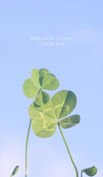 四つ葉のクローバー Cuddle #9-6の着せ替えメイン画像