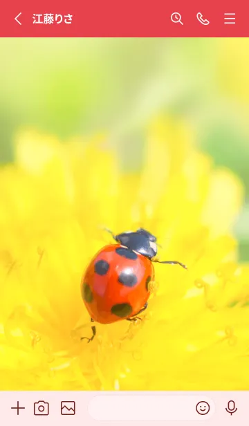 [LINE着せ替え] Ladybird Symbol of good luck #1-1の画像2