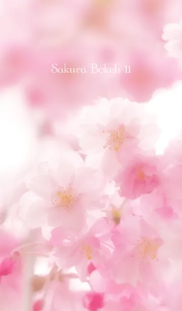 [LINE着せ替え] SakuraBokeh 11の画像1