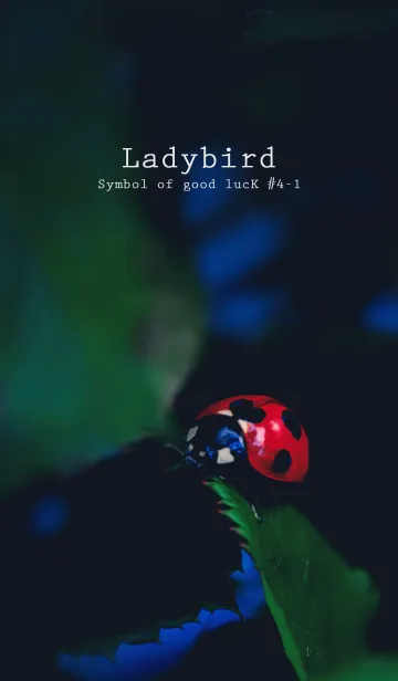 [LINE着せ替え] Ladybird Symbol of good luck #4-1の画像1