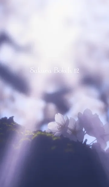 [LINE着せ替え] SakuraBokeh 12の画像1