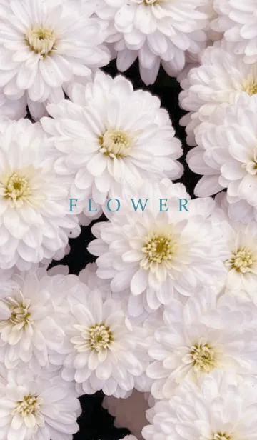 [LINE着せ替え] FLOWER -KIKU- 36の画像1