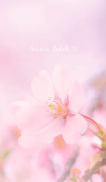 [LINE着せ替え] SakuraBokeh 13の画像1