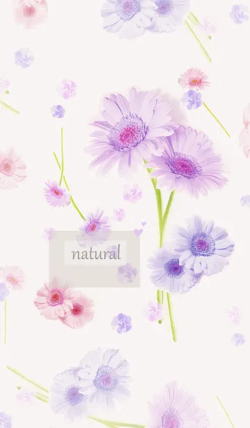 [LINE着せ替え] ふんわりと香るガーベラの優しい香り14の画像1