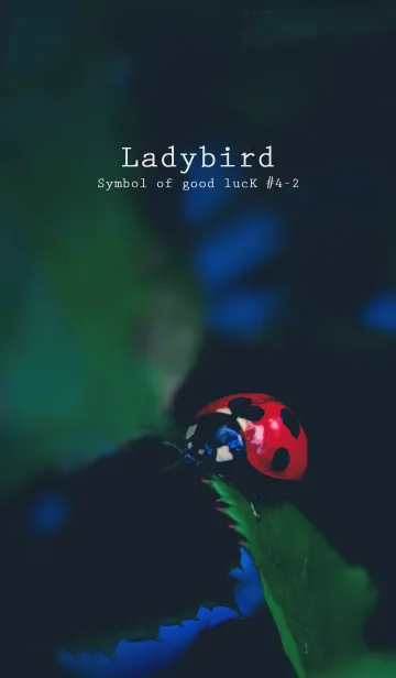 [LINE着せ替え] Ladybird Symbol of good luck #4-2の画像1