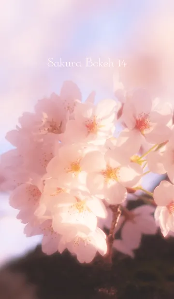 [LINE着せ替え] SakuraBokeh 14の画像1