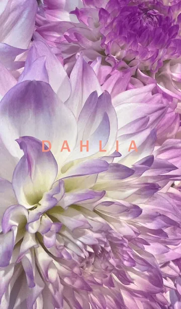 [LINE着せ替え] DAHLIA-Purple Flower 46の画像1