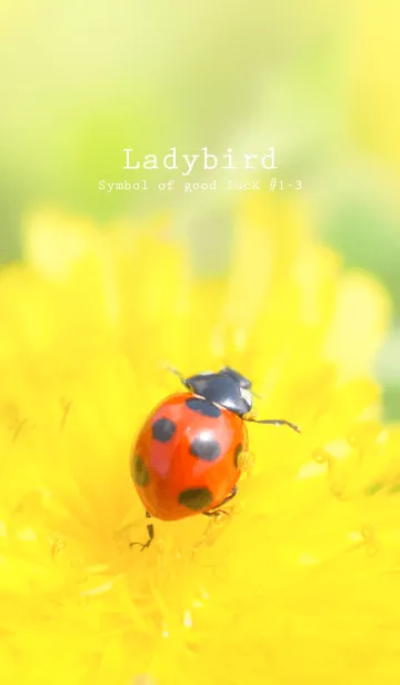 [LINE着せ替え] Ladybird Symbol of good luck #1-3の画像1