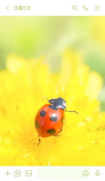 [LINE着せ替え] Ladybird Symbol of good luck #1-3の画像2