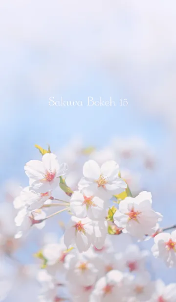 [LINE着せ替え] SakuraBokeh 15の画像1