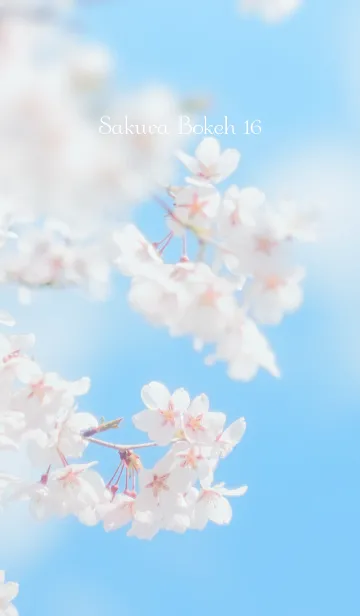 [LINE着せ替え] SakuraBokeh 16の画像1